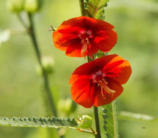 Pentapetes phoenicea - Noon Flower, Scarlet Mallow, Midday Flower