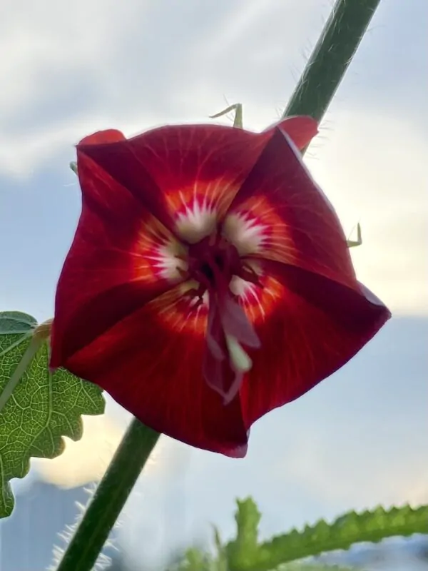 Pentapetes phoenicea - Noon Flower, Scarlet Mallow, Midday Flower - Image 2