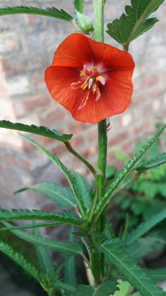 Pentapetes phoenicea - Noon Flower, Scarlet Mallow, Midday Flower - Image 3