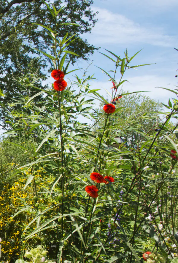 Pentapetes phoenicea - Noon Flower, Scarlet Mallow, Midday Flower - Image 4