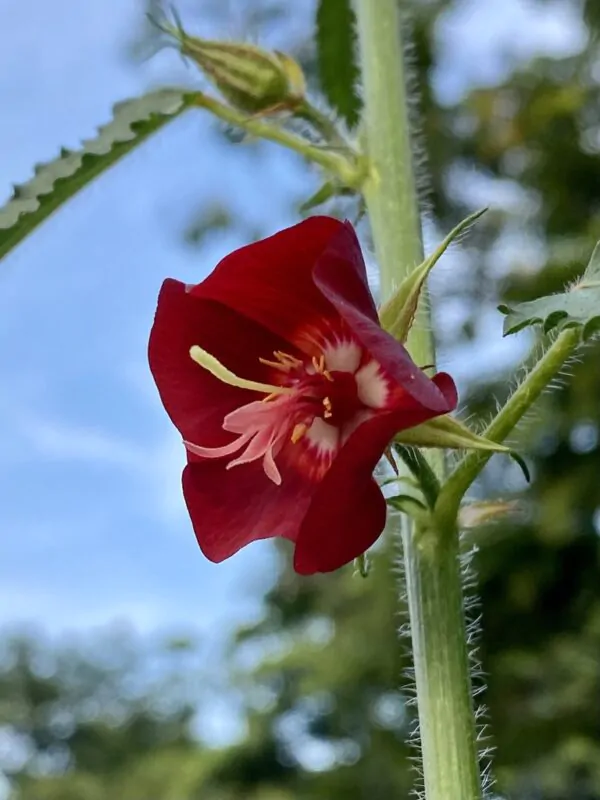 Pentapetes phoenicea - Noon Flower, Scarlet Mallow, Midday Flower - Image 5