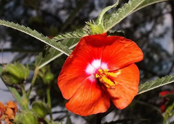 Pentapetes phoenicea - Noon Flower, Scarlet Mallow, Midday Flower - Image 6