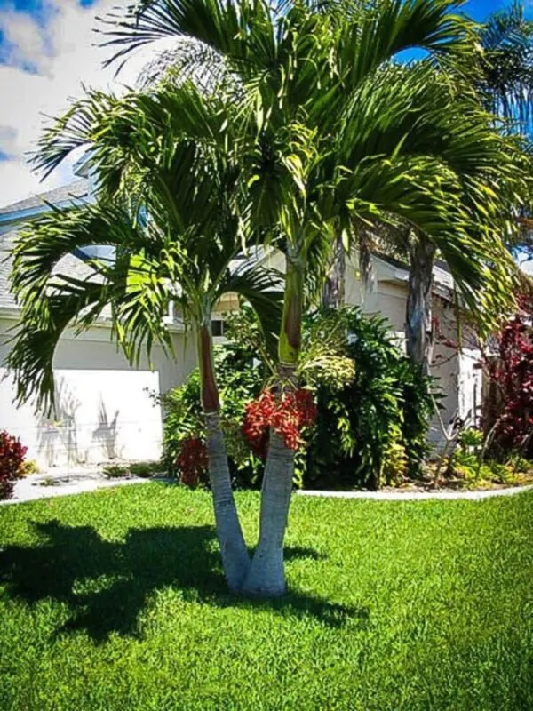 Adonidia merrillii - Manila Palm, Christmas palm