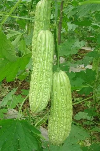 Momordica charantia - Bitter Melon - Image 2