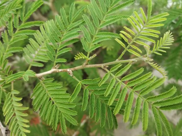 Prosopis cineraria / Adenanthera aculeata / Mimosa cineraria - Ghaf