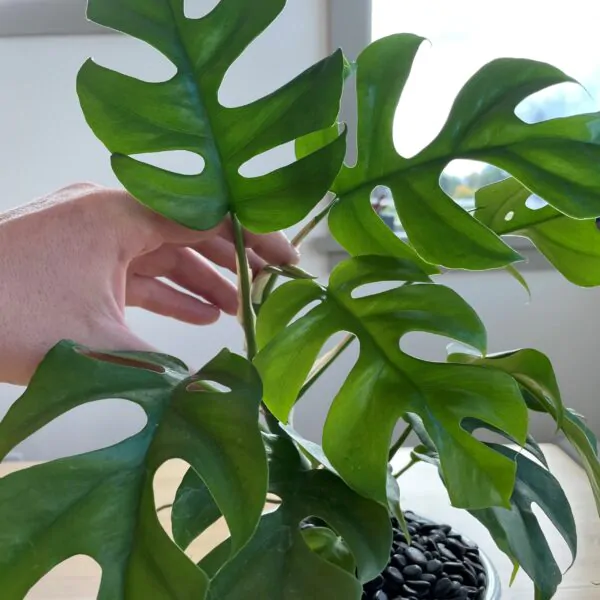 Rhaphidophora tetrasperma - Mini Monstera, Philodendron Ginny, Philodendron Piccolo - Image 2