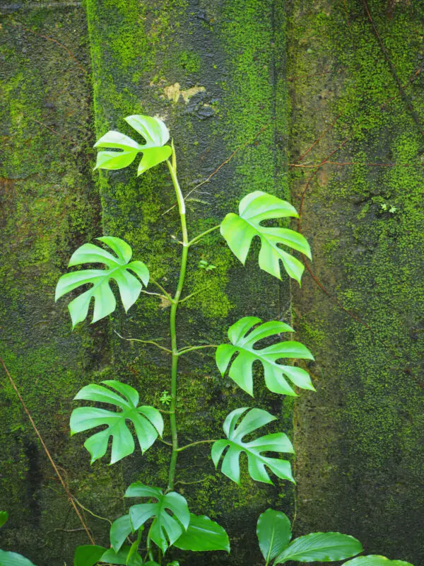 Rhaphidophora tetrasperma - Mini Monstera, Philodendron Ginny, Philodendron Piccolo - Image 4