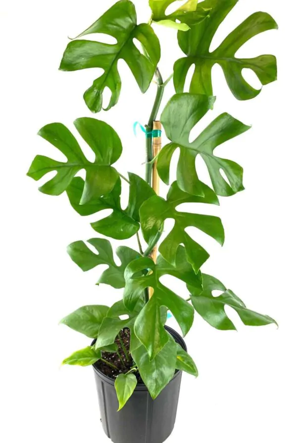 Rhaphidophora tetrasperma - Mini Monstera, Philodendron Ginny, Philodendron Piccolo - Image 5