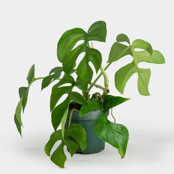 Rhaphidophora tetrasperma - Mini Monstera, Philodendron Ginny, Philodendron Piccolo