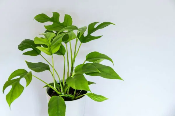 Rhaphidophora tetrasperma - Mini Monstera, Philodendron Ginny, Philodendron Piccolo - Image 8