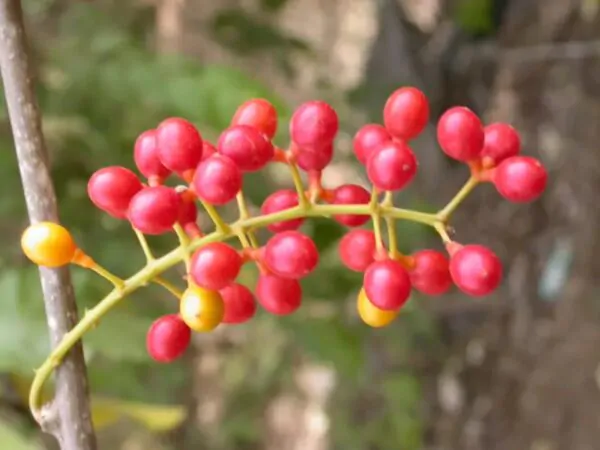 Tinospora cordifolia - gurjo, heart-leaved moonseed, guduchi, giloy