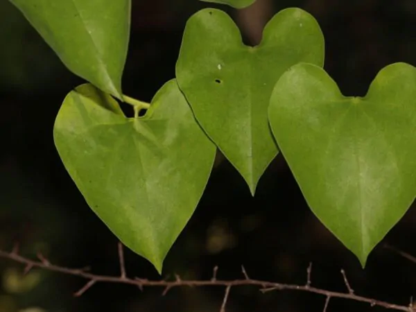 Tinospora cordifolia - gurjo, heart-leaved moonseed, guduchi, giloy - Image 3