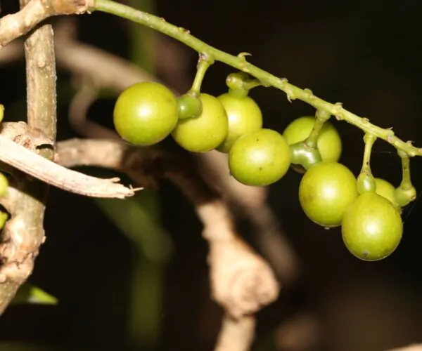 Tinospora cordifolia - gurjo, heart-leaved moonseed, guduchi, giloy - Image 4