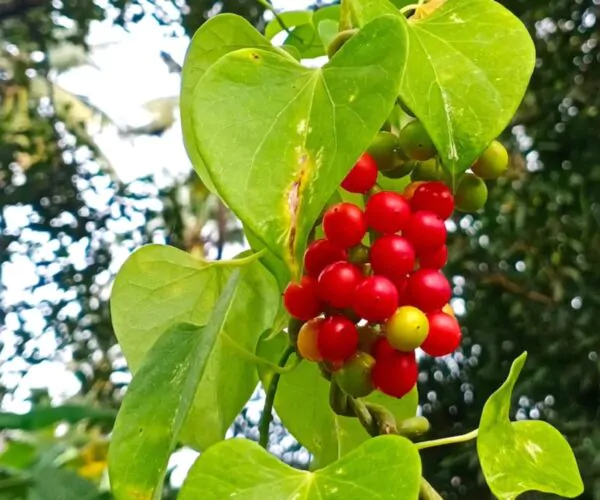 Tinospora cordifolia - gurjo, heart-leaved moonseed, guduchi, giloy - Image 5