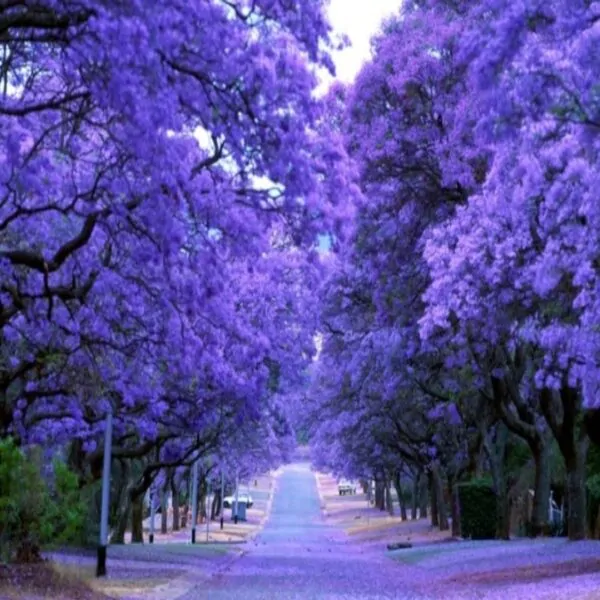 Jacaranda mimosifolia /Jacaranda acutifolia - Jacaranda, Blue Jacaranda, Black Poui, Nupur