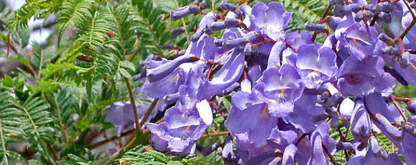 Jacaranda mimosifolia /Jacaranda acutifolia - Jacaranda, Blue Jacaranda, Black Poui, Nupur - Image 3