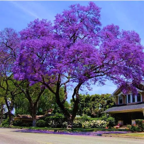 Jacaranda mimosifolia /Jacaranda acutifolia - Jacaranda, Blue Jacaranda, Black Poui, Nupur - Image 4