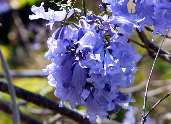 Jacaranda mimosifolia /Jacaranda acutifolia - Jacaranda, Blue Jacaranda, Black Poui, Nupur - Image 5