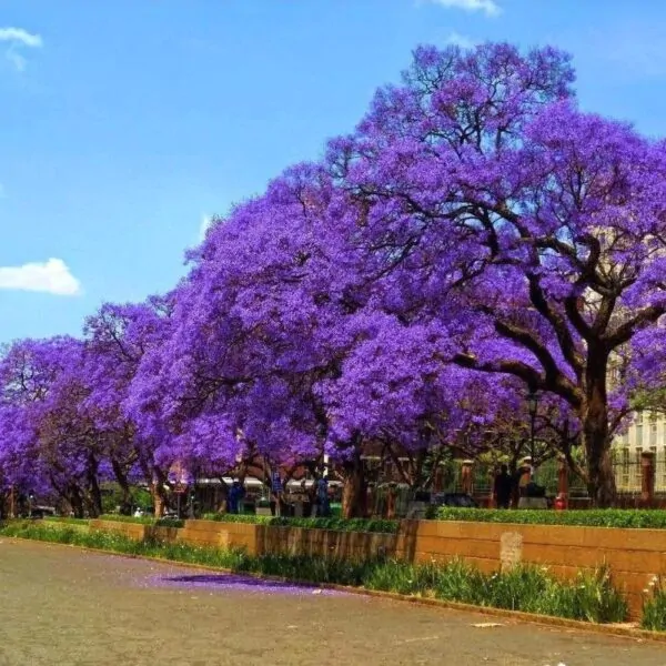 Jacaranda mimosifolia /Jacaranda acutifolia - Jacaranda, Blue Jacaranda, Black Poui, Nupur - Image 6