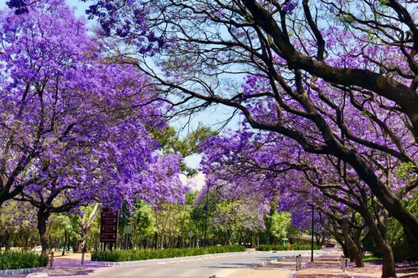 Jacaranda mimosifolia /Jacaranda acutifolia - Jacaranda, Blue Jacaranda, Black Poui, Nupur - Image 7