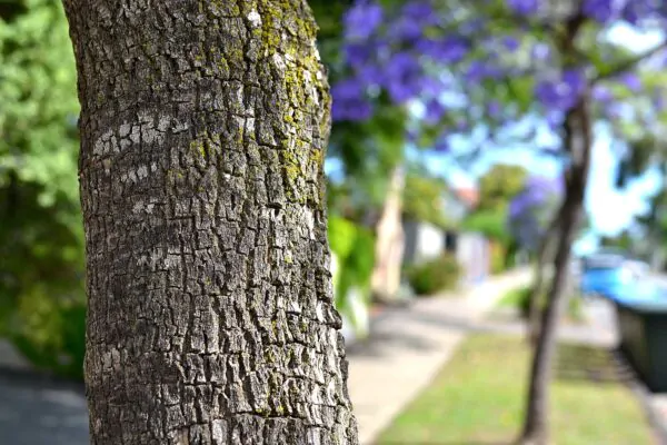 Jacaranda mimosifolia /Jacaranda acutifolia - Jacaranda, Blue Jacaranda, Black Poui, Nupur - Image 12