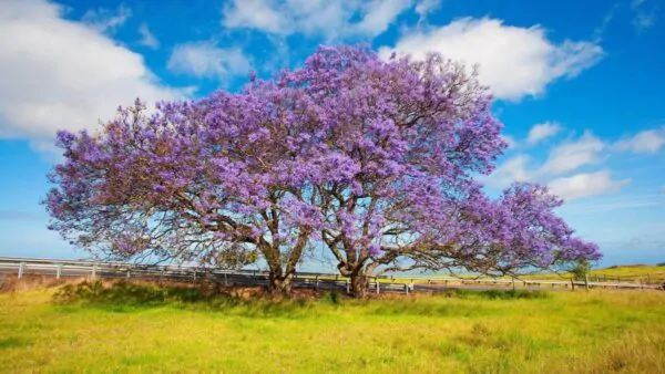 Jacaranda mimosifolia /Jacaranda acutifolia - Jacaranda, Blue Jacaranda, Black Poui, Nupur - Image 13