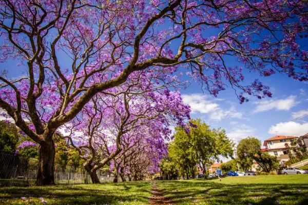 Jacaranda mimosifolia /Jacaranda acutifolia - Jacaranda, Blue Jacaranda, Black Poui, Nupur - Image 14