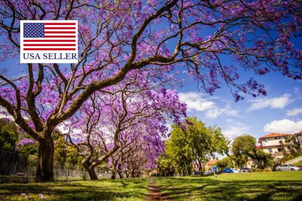 Jacaranda mimosifolia /Jacaranda acutifolia - Jacaranda, Blue Jacaranda, Black Poui, Nupur - Image 15