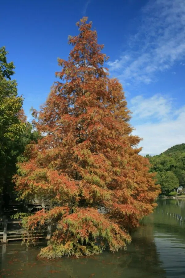 Metasequoia glyptostroboides - Dawn Redwood - Image 3