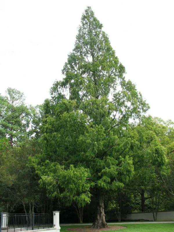 Metasequoia glyptostroboides - Dawn Redwood - Image 4