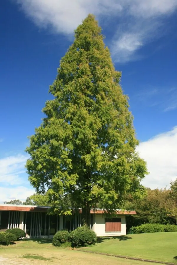 Metasequoia glyptostroboides - Dawn Redwood - Image 5