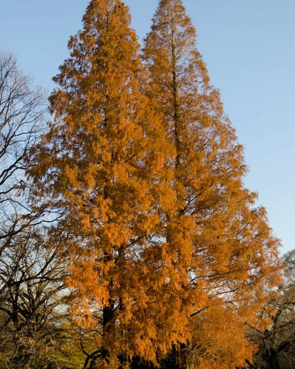 Metasequoia glyptostroboides - Dawn Redwood - Image 7