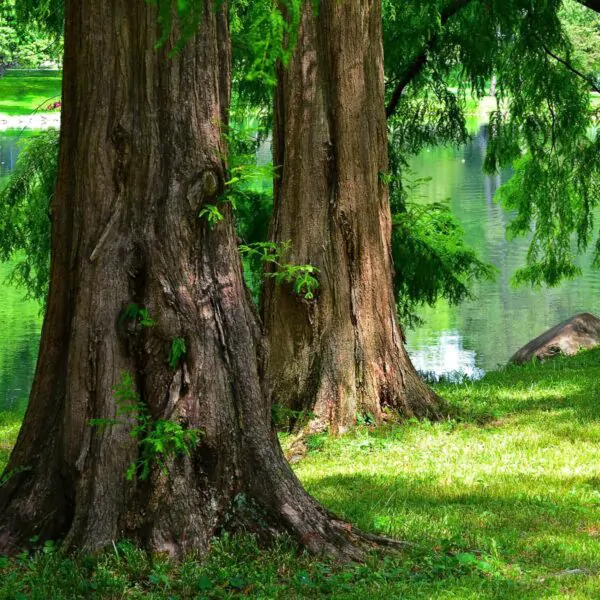 Metasequoia glyptostroboides - Dawn Redwood - Image 9