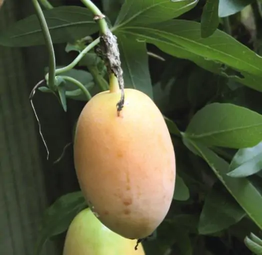 Passiflora incarnata - Passion Fruit Incarnata, Passionflower Maracuja, Apricot Vine, Passion Flower Apricot Vine, Passion Frui