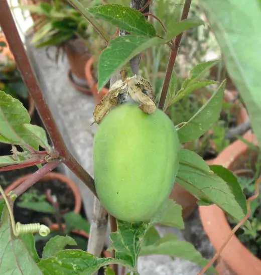 Passiflora incarnata - Passion Fruit Incarnata, Passionflower Maracuja, Apricot Vine, Passion Flower Apricot Vine, Passion Frui - Image 2