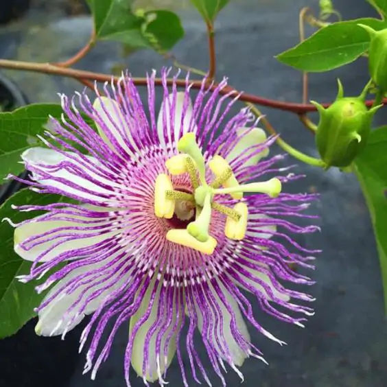 Passiflora incarnata - Passion Fruit Incarnata, Passionflower Maracuja, Apricot Vine, Passion Flower Apricot Vine, Passion Frui - Image 6