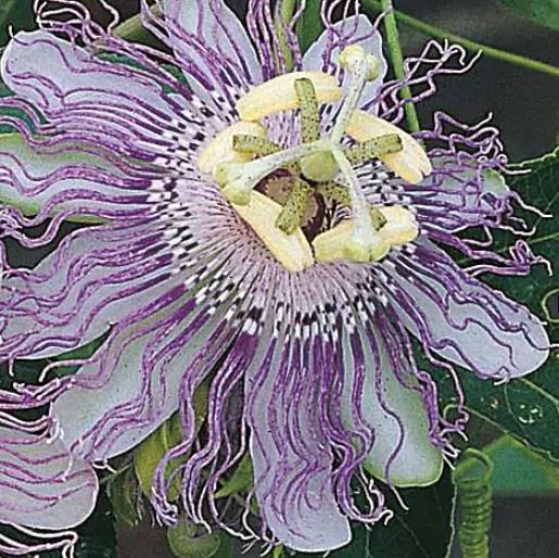 Passiflora incarnata - Passion Fruit Incarnata, Passionflower Maracuja, Apricot Vine, Passion Flower Apricot Vine, Passion Frui - Image 8