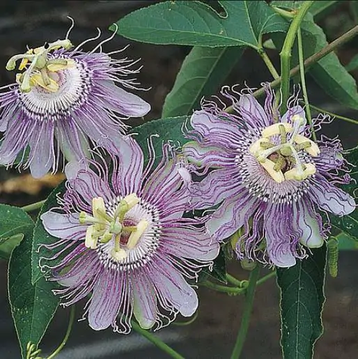 Passiflora incarnata - Passion Fruit Incarnata, Passionflower Maracuja, Apricot Vine, Passion Flower Apricot Vine, Passion Frui - Image 9