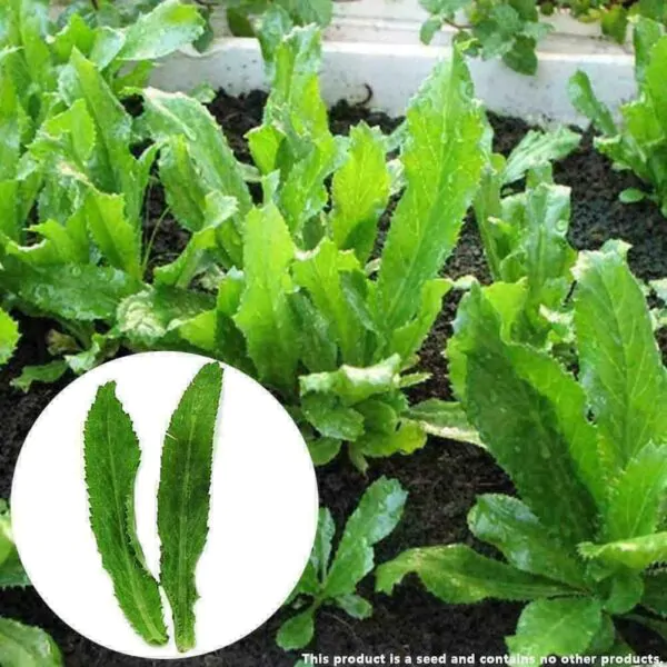 Eryngium foetidum - Mexican Coriander, Culantro