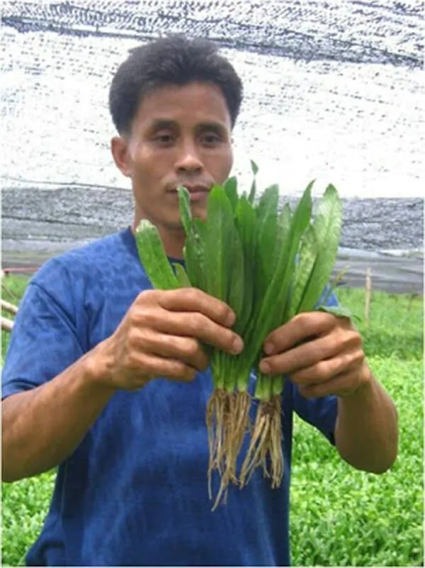 Eryngium foetidum - Mexican Coriander, Culantro - Image 2