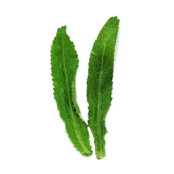 Eryngium foetidum - Mexican Coriander, Culantro - Image 4