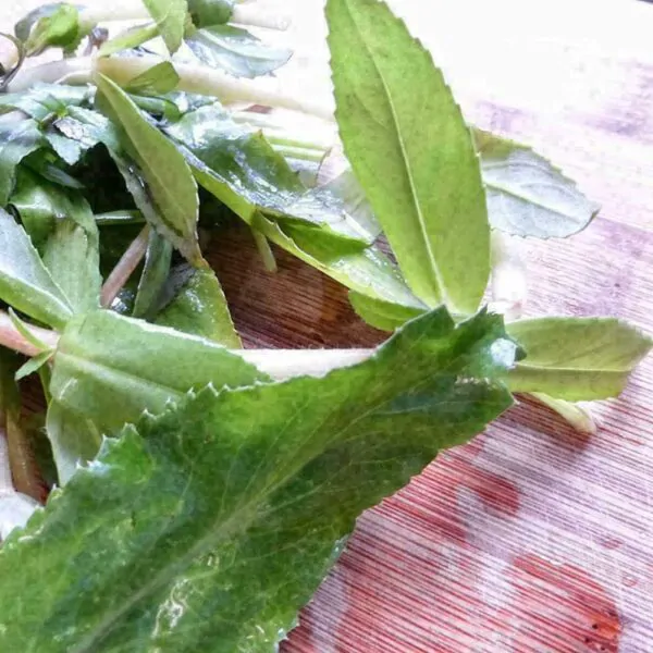 Eryngium foetidum - Mexican Coriander, Culantro - Image 6