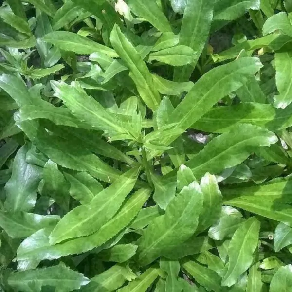 Eryngium foetidum - Mexican Coriander, Culantro - Image 7