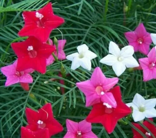 Ipomoea quamoclit 'Mix' / Quamoclit pennata 'Mix' / Quamoclit vulgaris 'Mix' - Cipreste Tree, Vine Cipreste Glory, Vine Kiss-Flower, Viola Rope - Image 2