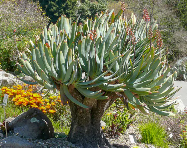 Aloe plicatilis - Fan Aloe