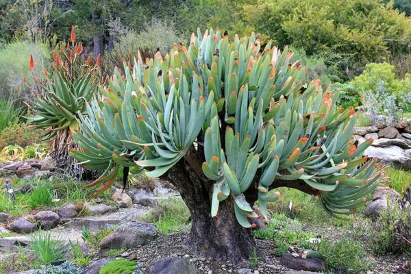 Aloe plicatilis - Fan Aloe - Image 2