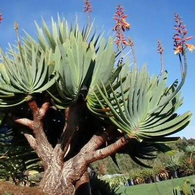 Aloe plicatilis - Fan Aloe - Image 8