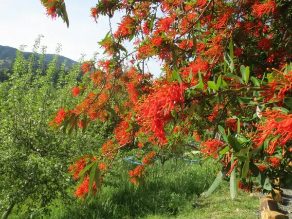 Embothrium coccineum - Chilean Fire Tree, Flame Flower - Image 3