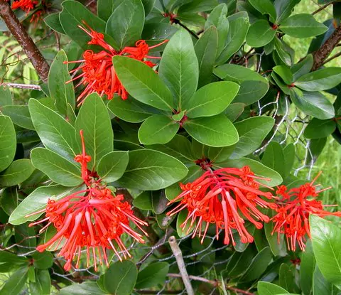 Embothrium coccineum - Chilean Fire Tree, Flame Flower - Image 5