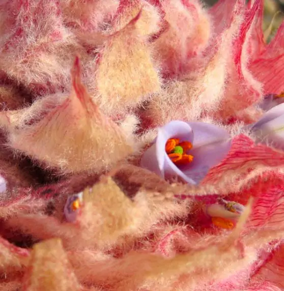 Puya weberiana - Weberian bromeliad, princess of carmine flowers, bromeliad princess pink - Image 5